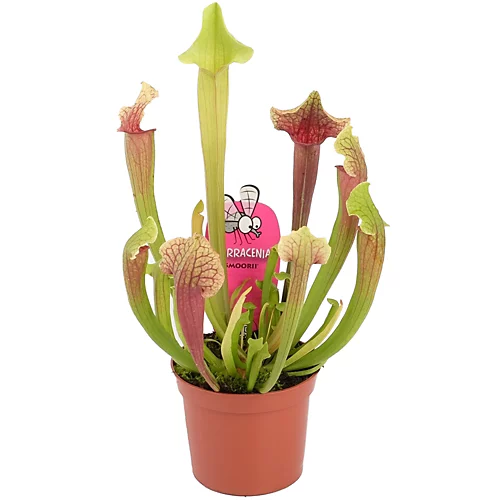 Sarracenia Smoorii - Indooy Fly Trap Houseplant, Evergreen Carnivorous Pitcher Plant In 12cm Pot (20-30cm) 4 Sarracenia Smoorii - Indooy Fly Trap Houseplant, Evergreen Carnivorous Pitcher Plant In 12cm Pot (20-30cm) - Image 2
