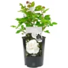 Silver Wedding 25th Anniversary White Rose - Outdoor Plant, Ideal For Gardens, Compact Size -Leaf Shop silver wedding 25th anniversary white rose outdoor plant ideal for gardens compact size5051641538846 01c MP