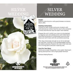 Silver Wedding 25th Anniversary White Rose - Outdoor Plant, Ideal For Gardens, Compact Size -Leaf Shop silver wedding 25th anniversary white rose outdoor plant ideal for gardens compact size5051641538846 03c MP