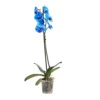 Single Stem Blue Moth Orchid In 12cm Clear Plastic Grow Pot 2 Single Stem Blue Moth Orchid In 12cm Clear Plastic Grow Pot -Leaf Shop single stem blue moth orchid in 12cm clear plastic grow pot3663602462927 02c bq