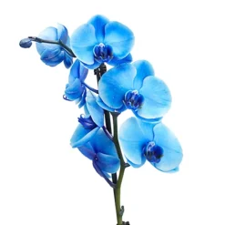 Single Stem Blue Moth Orchid In 12cm Clear Plastic Grow Pot -Leaf Shop single stem blue moth orchid in 12cm clear plastic grow pot3663602462927 36c bq