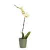 Single Stem Orchid In 12cm Assorted Ceramic Decorative Pot -Leaf Shop single stem orchid in 12cm assorted ceramic decorative pot3663602462941 02c bq