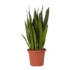 Snake Plant In 25cm Plastic Pot -Leaf Shop snake plant in 25cm plastic pot5059340224657 02c