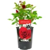 Special Dad Red Rose - Outdoor Plant, Ideal For Gardens, Compact Size -Leaf Shop special dad red rose outdoor plant ideal for gardens compact size5051641544700 01c MP
