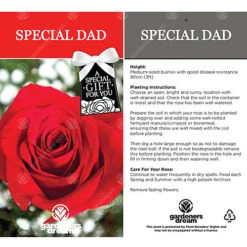 Special Dad Red Rose - Outdoor Plant, Ideal For Gardens, Compact Size -Leaf Shop special dad red rose outdoor plant ideal for gardens compact size5051641544700 03c MP