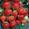 Strawberry Marshmello - Outdoor Fruit Plants For Gardens, Pots, Containers (9cm Pots, 5 Pack) 2 Strawberry Marshmello - Outdoor Fruit Plants For Gardens, Pots, Containers (9cm Pots, 5 Pack) -Leaf Shop strawberry marshmello outdoor fruit plants for gardens pots containers 9cm pots 5 pack 5059442042722 01c MP