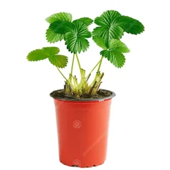 Strawberry Marshmello - Outdoor Fruit Plants For Gardens, Pots, Containers (9cm Pots, 5 Pack) -Leaf Shop strawberry marshmello outdoor fruit plants for gardens pots containers 9cm pots 5 pack 5059442042722 02c MP