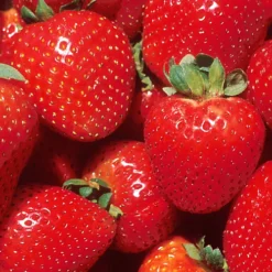 Strawberry Marshmello - Outdoor Fruit Plants For Gardens, Pots, Containers (9cm Pots, 5 Pack) -Leaf Shop strawberry marshmello outdoor fruit plants for gardens pots containers 9cm pots 5 pack 5059442042722 03c MP