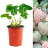 Strawberry Snow White - Outdoor Fruit Plants For Gardens, Pots, Containers (9cm Pots, 5 Pack) -Leaf Shop strawberry snow white outdoor fruit plants for gardens pots containers 9cm pots 5 pack 5059442058396 01c MP
