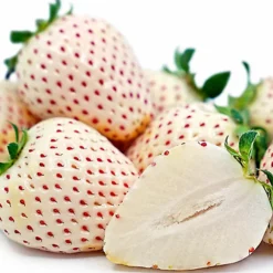Strawberry Snow White - Outdoor Fruit Plants For Gardens, Pots, Containers (9cm Pots, 5 Pack) -Leaf Shop strawberry snow white outdoor fruit plants for gardens pots containers 9cm pots 5 pack 5059442058396 03c MP