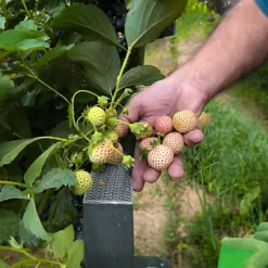Strawberry Snow White - Outdoor Fruit Plants For Gardens, Pots, Containers (9cm Pots, 5 Pack) -Leaf Shop strawberry snow white outdoor fruit plants for gardens pots containers 9cm pots 5 pack 5059442058396 04c MP