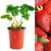 Strawberry Sweetheart - Outdoor Fruit Plants For Gardens, Pots, Containers (9cm Pots, 5 Pack) -Leaf Shop strawberry sweetheart outdoor fruit plants for gardens pots containers 9cm pots 5 pack 5051641521572 01c MP