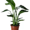 Strelitzia In 17cm Terracotta Plastic Grow Pot -Leaf Shop strelitzia in 17cm terracotta plastic grow pot5059340224374 02c