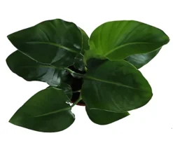 Strelitzia In 17cm Terracotta Plastic Grow Pot -Leaf Shop strelitzia in 17cm terracotta plastic grow pot5059340224374 36c