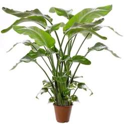 Strelitzia Nicolai - Indoor House Plant For Home Office, Kitchen, Living Room - Potted Houseplant (100-120cm)