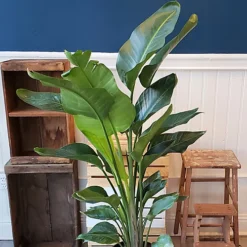 Strelitzia Nicolai - White Bird Of Paradise Houseplant, Evergreen Upright Plant With Bright Green Foliage (40-50cm) -Leaf Shop strelitzia nicolai white bird of paradise houseplant evergreen upright plant with bright green foliage 40 50cm 5059442030088 03c MP