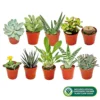 Succulent Plant Mix - Indoor Plant Mix For Home Office, Kitchen, Living Room In Pots (10 Plants) -Leaf Shop succulent plant mix indoor plant mix for home office kitchen living room in pots 10 plants 5059442028436 01c MP