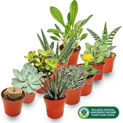 Succulent Plant Mix - Indoor Plant Mix For Home Office, Kitchen, Living Room In Pots (10 Plants) -Leaf Shop succulent plant mix indoor plant mix for home office kitchen living room in pots 10 plants 5059442028436 02c MP