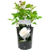 Tin Wedding 10th Anniversary White Rose - Outdoor Plant, Ideal For Gardens, Compact Size -Leaf Shop tin wedding 10th anniversary white rose outdoor plant ideal for gardens compact size5051641556130 01c MP