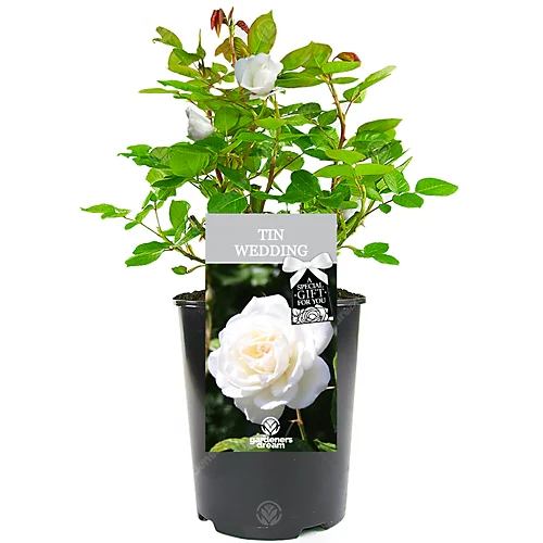 Tin Wedding 10th Anniversary White Rose - Outdoor Plant, Ideal For Gardens, Compact Size 3 Tin Wedding 10th Anniversary White Rose - Outdoor Plant, Ideal For Gardens, Compact Size