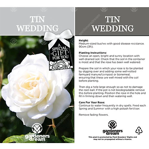 Tin Wedding 10th Anniversary White Rose - Outdoor Plant, Ideal For Gardens, Compact Size 4 Tin Wedding 10th Anniversary White Rose - Outdoor Plant, Ideal For Gardens, Compact Size - Image 2