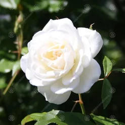 Tin Wedding 10th Anniversary White Rose - Outdoor Plant, Ideal For Gardens, Compact Size 7 Tin Wedding 10th Anniversary White Rose - Outdoor Plant, Ideal For Gardens, Compact Size -Leaf Shop tin wedding 10th anniversary white rose outdoor plant ideal for gardens compact size5051641556130 03c MP