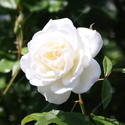Tin Wedding 10th Anniversary White Rose - Outdoor Plant, Ideal For Gardens, Compact Size 5 Tin Wedding 10th Anniversary White Rose - Outdoor Plant, Ideal For Gardens, Compact Size - Image 3