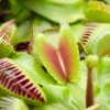 Venus Fly Trap Houseplant - Air Purifying Carnivorous Home Office Plant, Indoor Fly Catcher, Easy Care (10-15cm) -Leaf Shop venus fly trap houseplant air purifying carnivorous home office plant indoor fly catcher easy care 10 15cm 5051641551913 01c MP