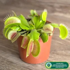 Venus Fly Trap Houseplant - Air Purifying Carnivorous Home Office Plant, Indoor Fly Catcher, Easy Care (10-15cm) -Leaf Shop venus fly trap houseplant air purifying carnivorous home office plant indoor fly catcher easy care 10 15cm 5051641551913 02c MP