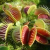 Venus Fly Trap - Indoor House Plant For Home Office, Kitchen, Living Room - Potted Houseplant (15-25cm) -Leaf Shop venus fly trap indoor house plant for home office kitchen living room potted houseplant 15 25cm 5059442029204 01c MP