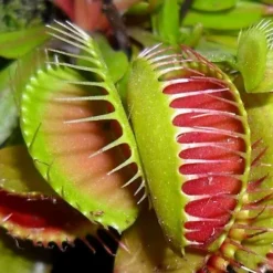 Venus Fly Trap - Indoor House Plant For Home Office, Kitchen, Living Room - Potted Houseplant (15-25cm) -Leaf Shop venus fly trap indoor house plant for home office kitchen living room potted houseplant 15 25cm 5059442029204 03c MP