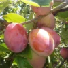 Victoria Plum Fruit Tree 4-5ft Juicy, Self Fertile & Ready To Fruit, Supplied In A 5 Litre Pot -Leaf Shop victoria plum fruit tree 4 5ft juicy self fertile ready to fruit supplied in a 5 litre pot5061013076845 01c MP