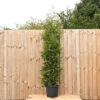 Western Red Cedar 1.5m Height Evergreen Instant Hedge Pack Of 8 -Leaf Shop western red cedar 1 5m height evergreen instant hedge pack of 85056684004556 01c MP