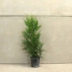 Western Red Cedar 1m Height Evergreen Hedge Plant Pack Of 5 -Leaf Shop western red cedar 1m height evergreen hedge plant pack of 55056684004433 03c MP