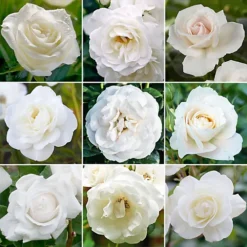 White Rose - Outdoor Plant, Stunning Colour, Ideal For Gardens, Compact Size