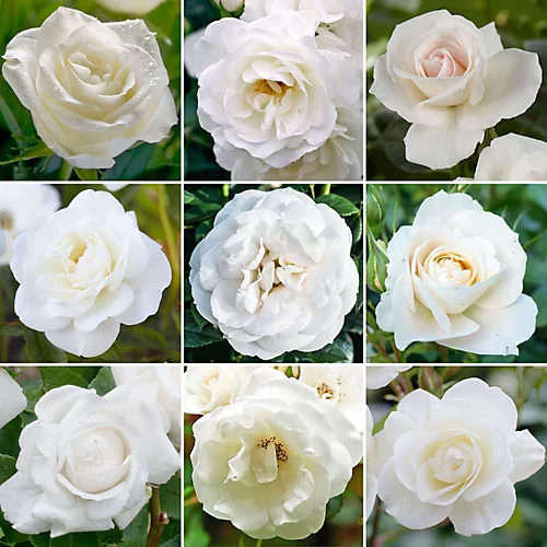 White Rose - Outdoor Plant, Stunning Colour, Ideal For Gardens, Compact Size 3 White Rose - Outdoor Plant, Stunning Colour, Ideal For Gardens, Compact Size