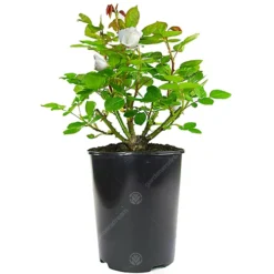 Leaf Shop 28 Leaf Shop -Leaf Shop white rose outdoor plant stunning colour ideal for gardens compact size5059442019021 02c MP