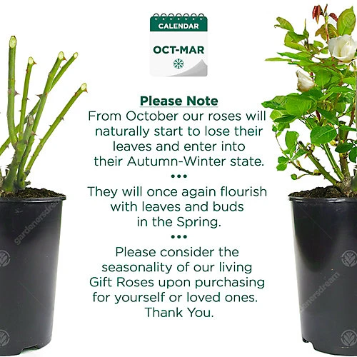 White Rose - Outdoor Plant, Stunning Colour, Ideal For Gardens, Compact Size 5 White Rose - Outdoor Plant, Stunning Colour, Ideal For Gardens, Compact Size - Image 3