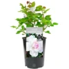 Your Wedding Day White Rose - Outdoor Plant, Ideal For Gardens, Compact Size -Leaf Shop your wedding day white rose outdoor plant ideal for gardens compact size5051641544717 01c MP