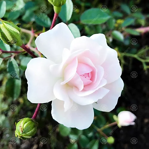 Your Wedding Day White Rose - Outdoor Plant, Ideal For Gardens, Compact Size 4 Your Wedding Day White Rose - Outdoor Plant, Ideal For Gardens, Compact Size - Image 2