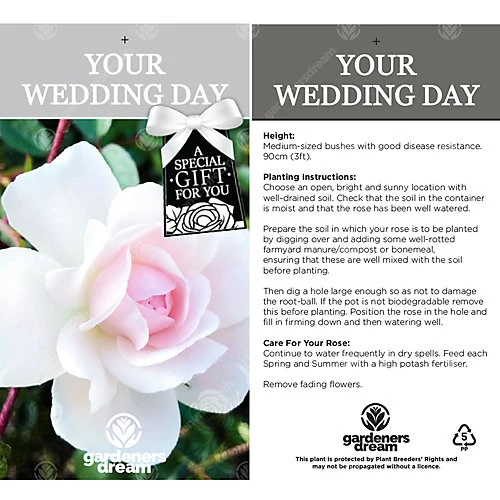 Your Wedding Day White Rose - Outdoor Plant, Ideal For Gardens, Compact Size 5 Your Wedding Day White Rose - Outdoor Plant, Ideal For Gardens, Compact Size - Image 3